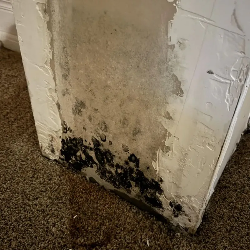 Professional Mold Removal in Mountain Ranch, CA